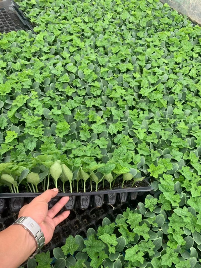 花点丝瓜苗（耐热、耐寒）