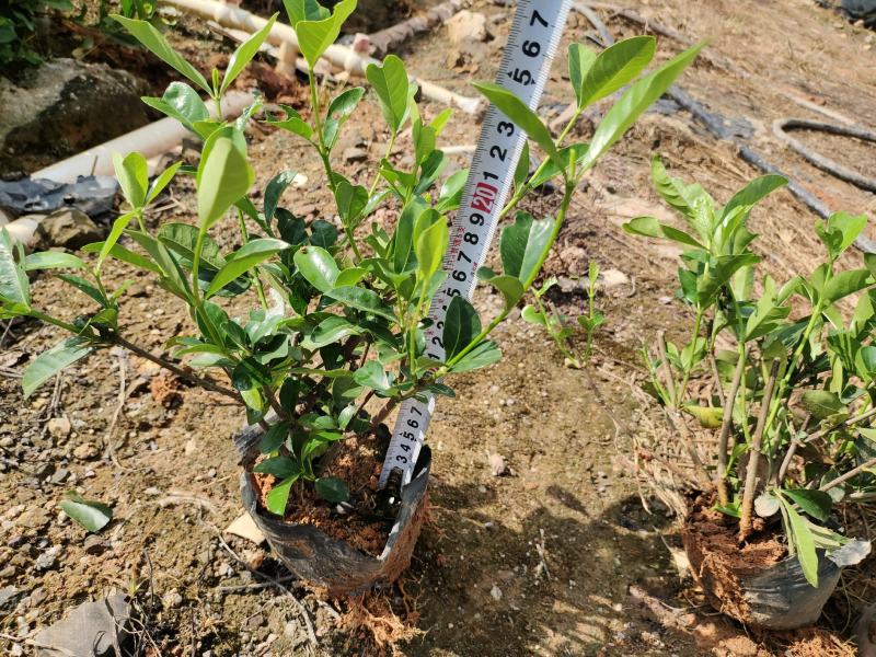 大叶栀子花，修剪过的有5斤袋和7斤袋，价格优惠，品质保证