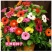 进口非洲菊种子扶郎花菊花种子四季播易种盆栽绿化花卉种