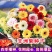 进口非洲菊种子扶郎花菊花种子四季播易种盆栽绿化花卉种