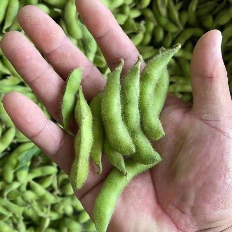 75绿宝石大版毛豆产地直供，品质可靠，欢迎采购，畅销全国