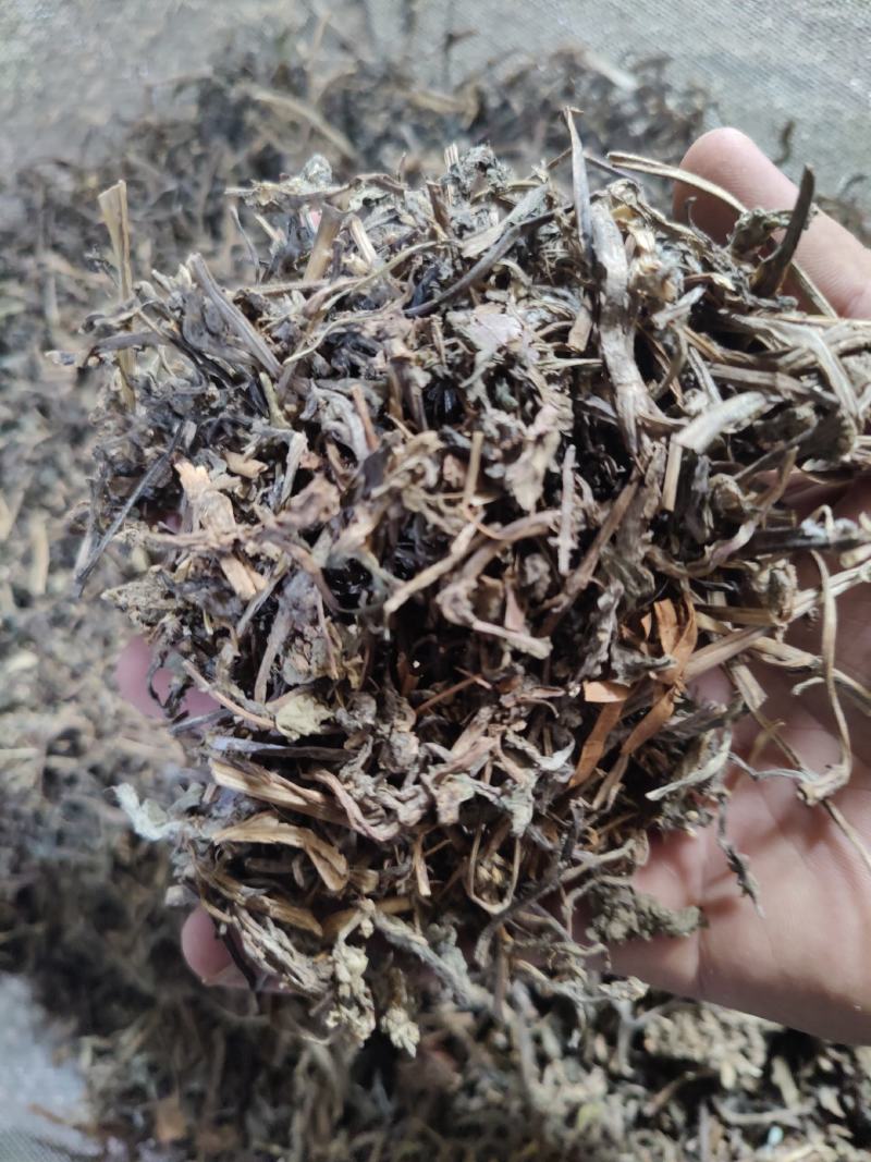 中药材筋骨草白毛夏枯草散血草散血丹破血丹苦中药