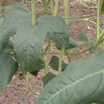 鸡毛菜
