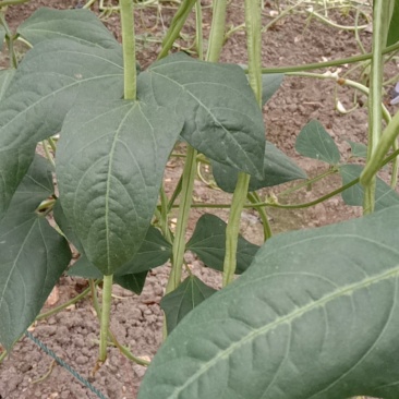鸡毛菜
