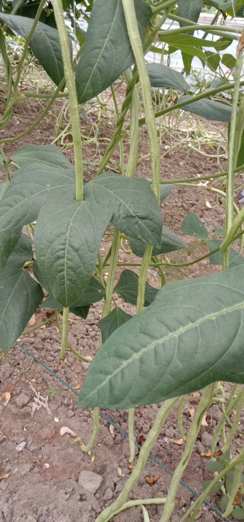 鸡毛菜