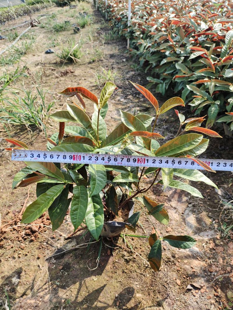 红背桂，地被苗木有5斤袋和7斤袋，品质好质量保证欢迎来电
