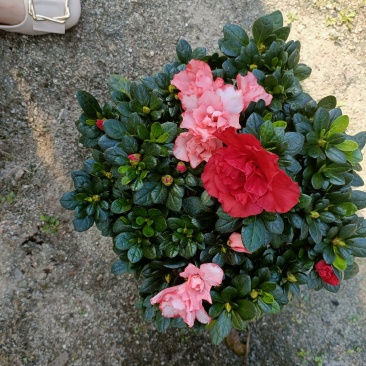 西洋杜鹃花，双色杜鹃，比利时杜鹃花，室内花，一年四季开花