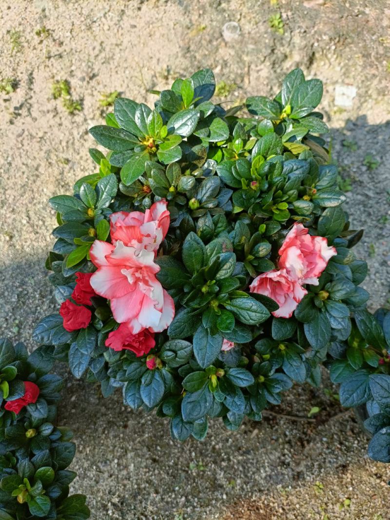 西洋杜鹃花，双色杜鹃，比利时杜鹃花，室内花，一年四季开花