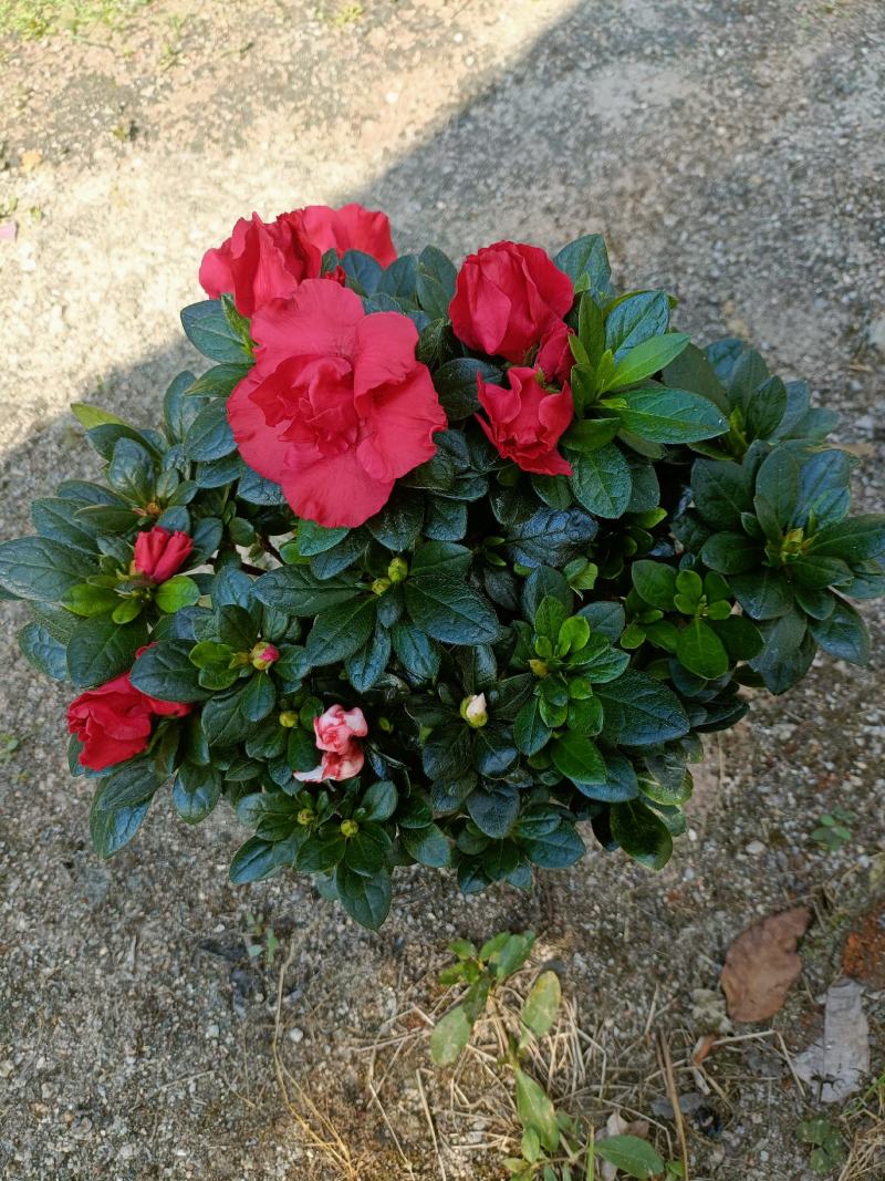 西洋杜鹃花，双色杜鹃，比利时杜鹃花，室内花，一年四季开花