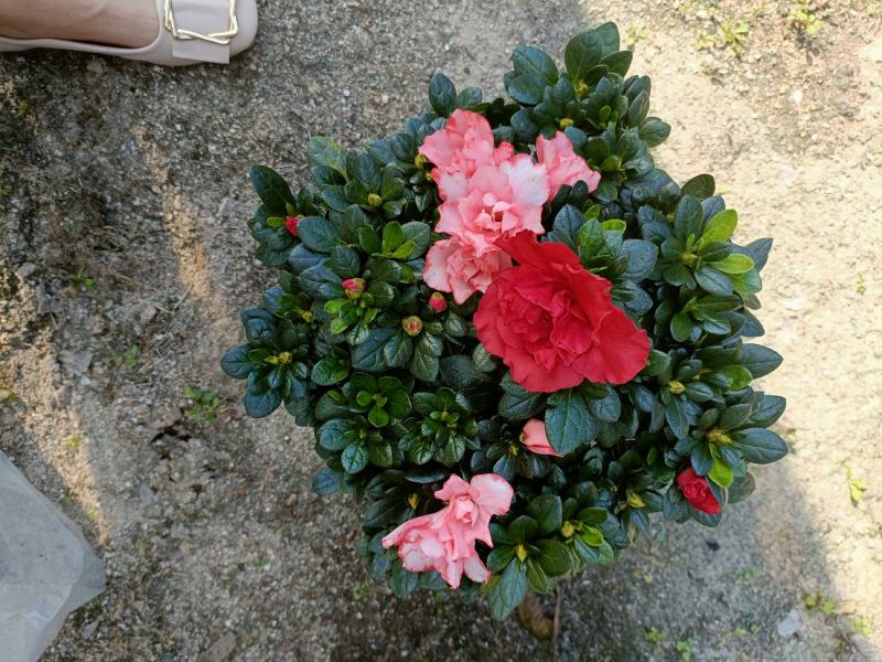 西洋杜鹃花，双色杜鹃，比利时杜鹃花，室内花，一年四季开花