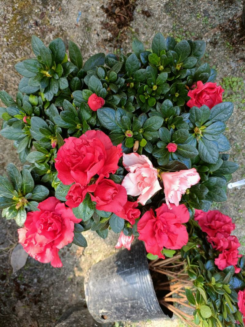 西洋杜鹃花，双色杜鹃，比利时杜鹃花，室内花，一年四季开花