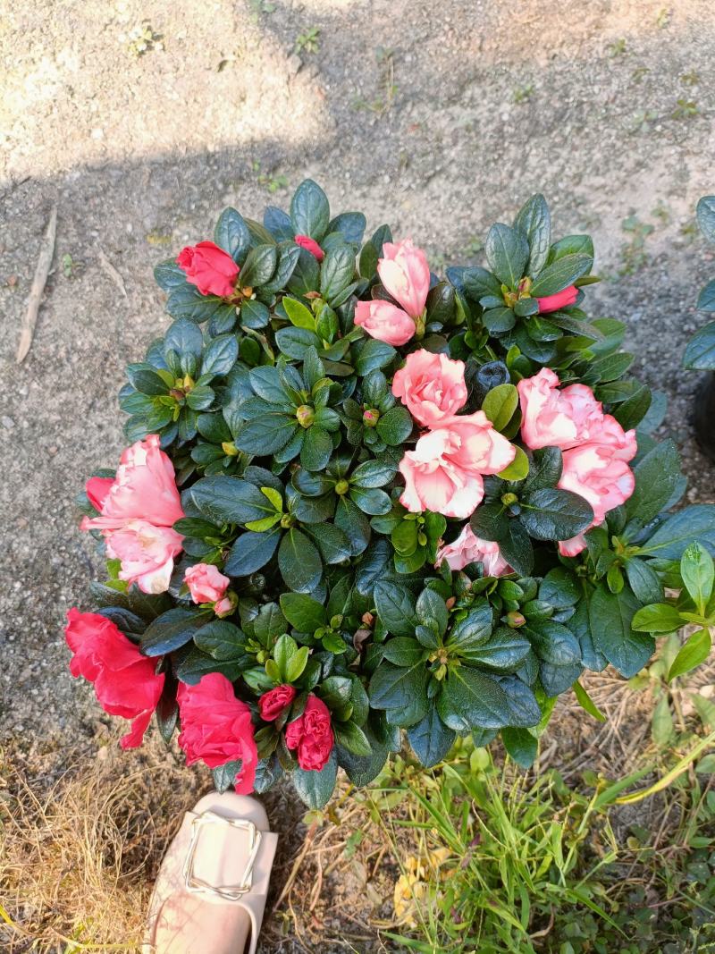 西洋杜鹃花，双色杜鹃，比利时杜鹃花，室内花，一年四季开花