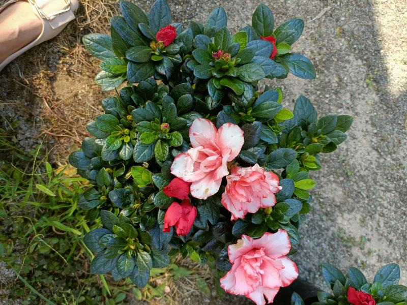 西洋杜鹃花，双色杜鹃，比利时杜鹃花，室内花，一年四季开花