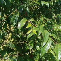 小叶苦丁茶产地直发货量充足量大从优诚信经营支持实地考察