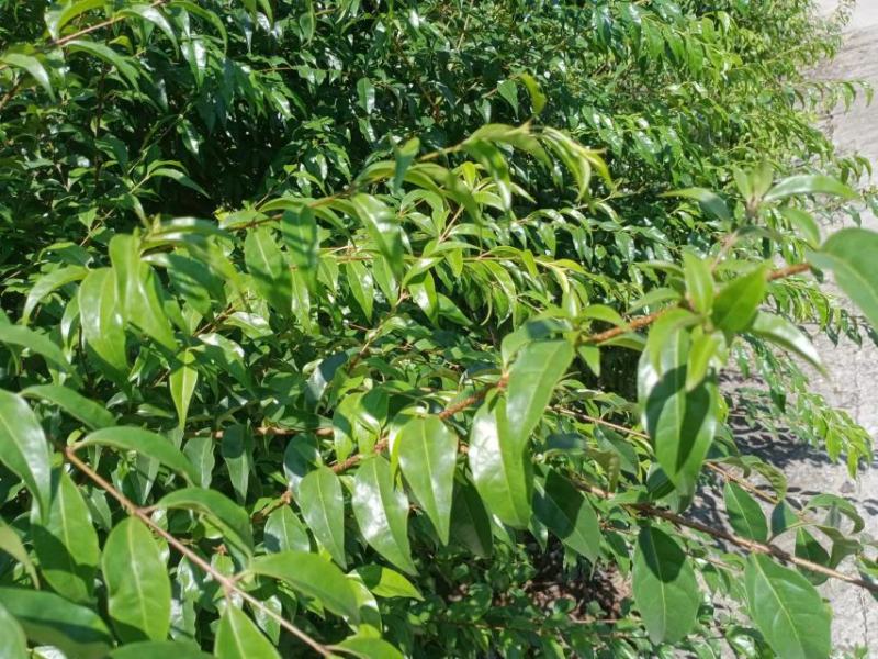 小叶苦丁茶产地直发货量充足量大从优诚信经营支持实地考察