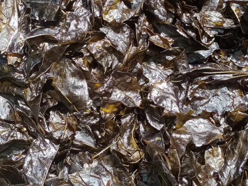 小叶苦丁茶产地直发货量充足量大从优诚信经营支持实地考察