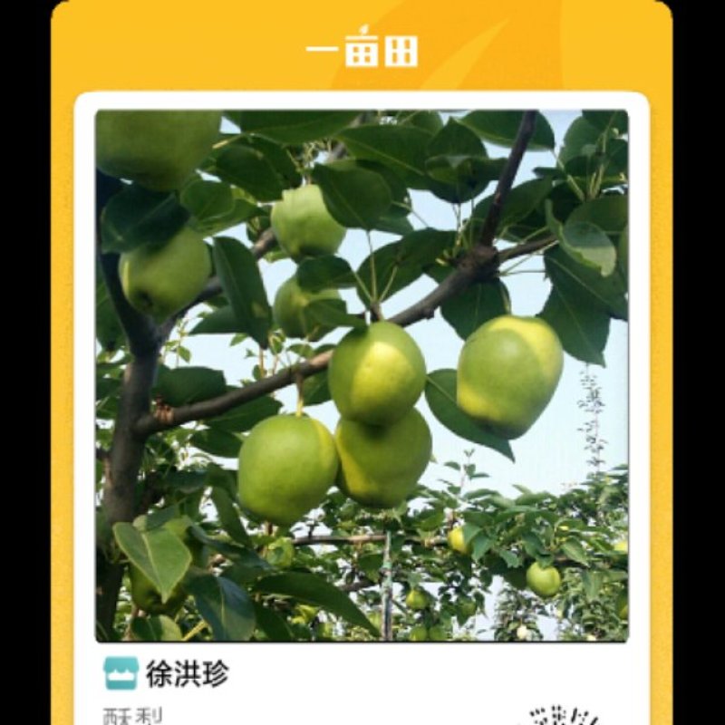 阳信早酥梨