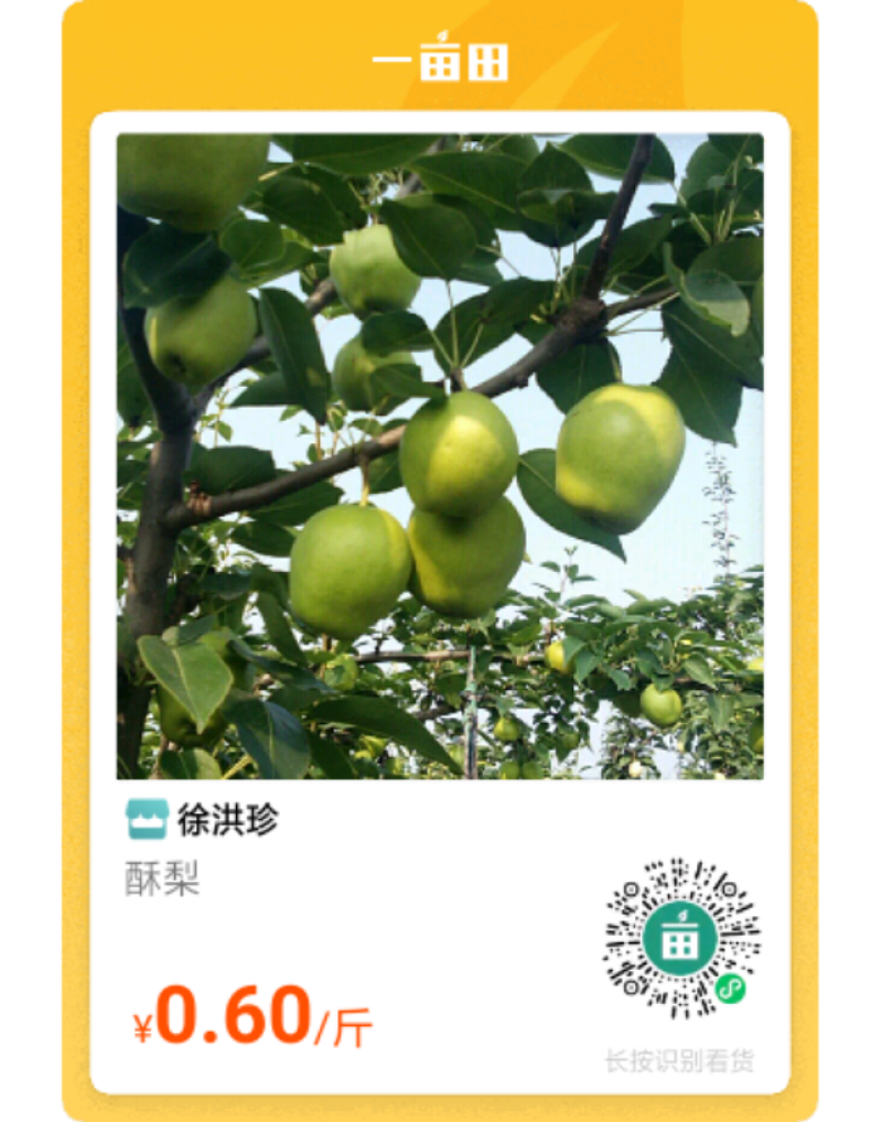 阳信早酥梨