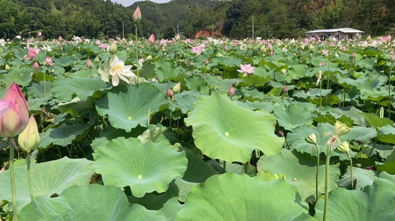 自然风干干莲蓬无硫可入药孕妇祛胎毒