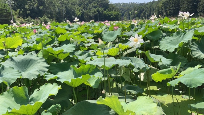 自然风干干莲蓬无硫可入药孕妇祛胎毒