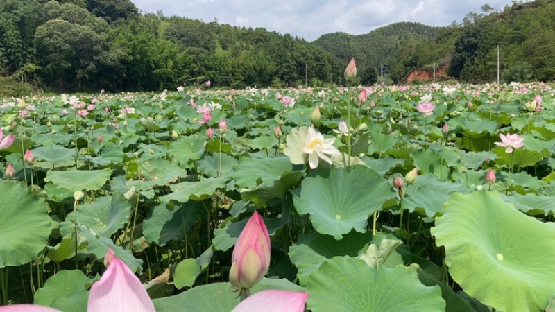 自然风干干莲蓬无硫可入药孕妇祛胎毒