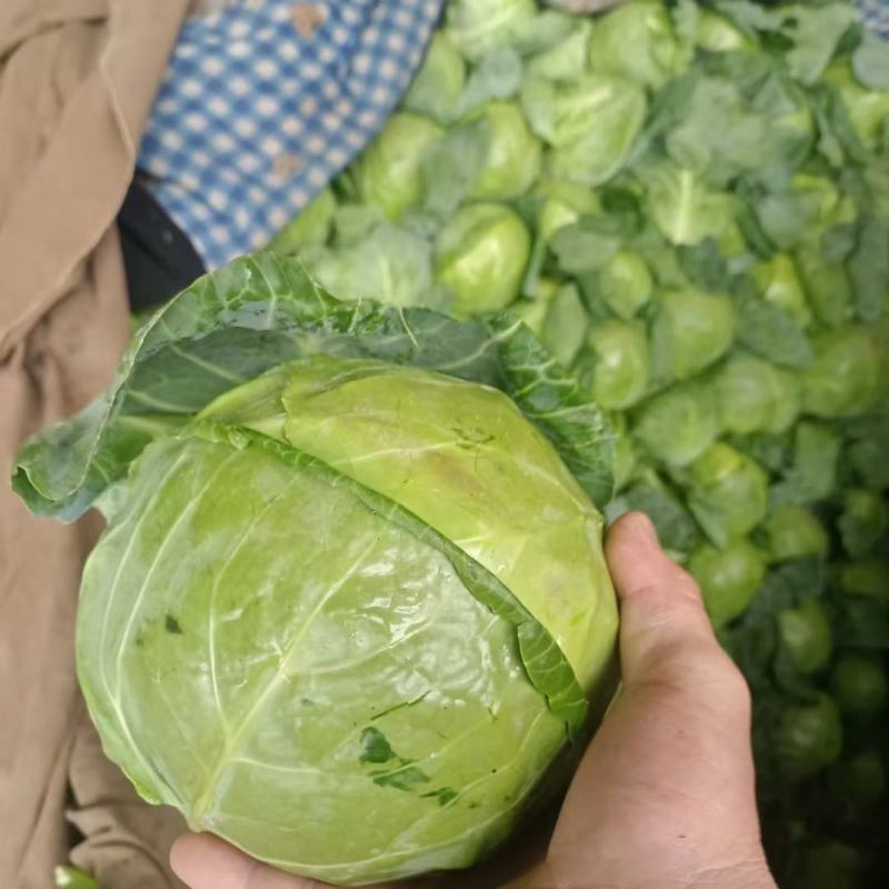 甘肃兰州高原夏菜常年代收代发各类蔬菜水果，保质保量，诚信