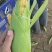 甘肃兰州高原夏菜常年代收代发各类蔬菜水果，保质保量，诚信