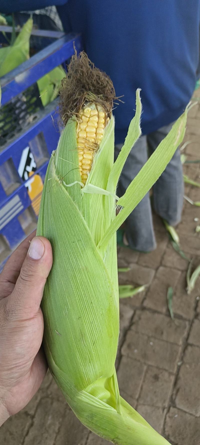 甘肃兰州高原夏菜常年代收代发各类蔬菜水果，保质保量，诚信