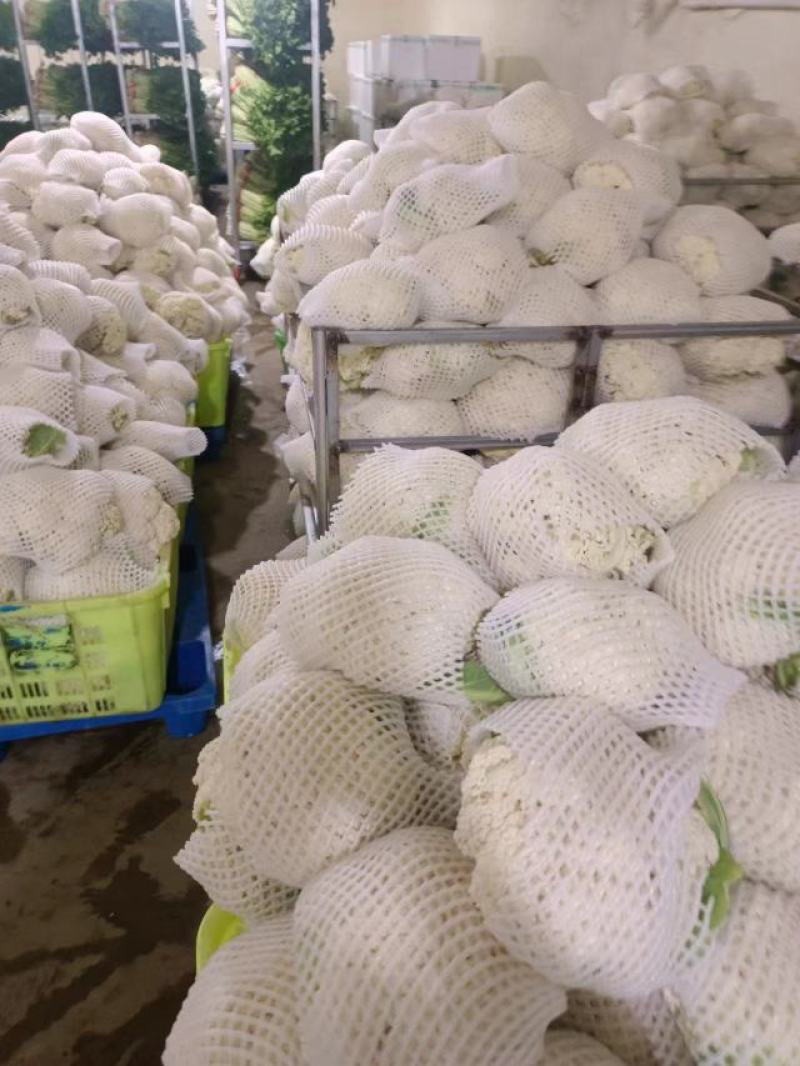 甘肃兰州高原夏菜常年代收代发各类蔬菜水果，保质保量，诚信