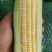 甘肃兰州高原夏菜常年代收代发各类蔬菜水果，保质保量，诚信