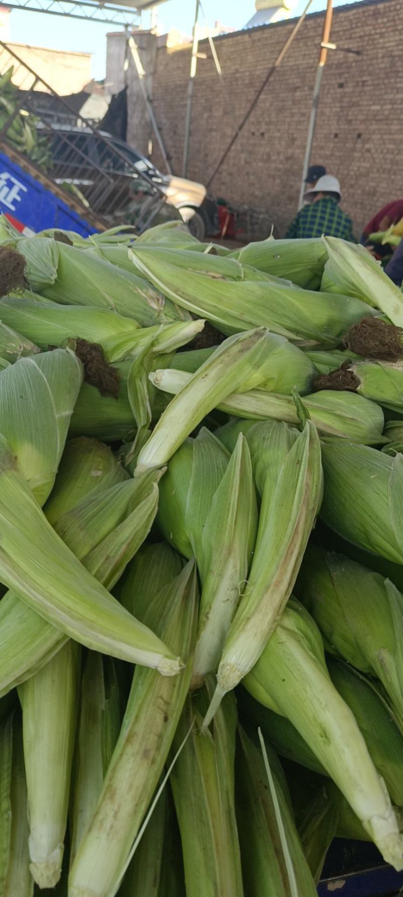甘肃兰州高原夏菜常年代收代发各类蔬菜水果，保质保量，诚信