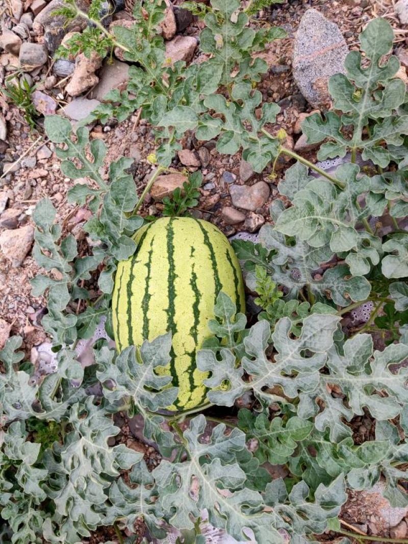 甘肃兰州高原夏菜常年代收代发各类蔬菜水果，保质保量，诚信
