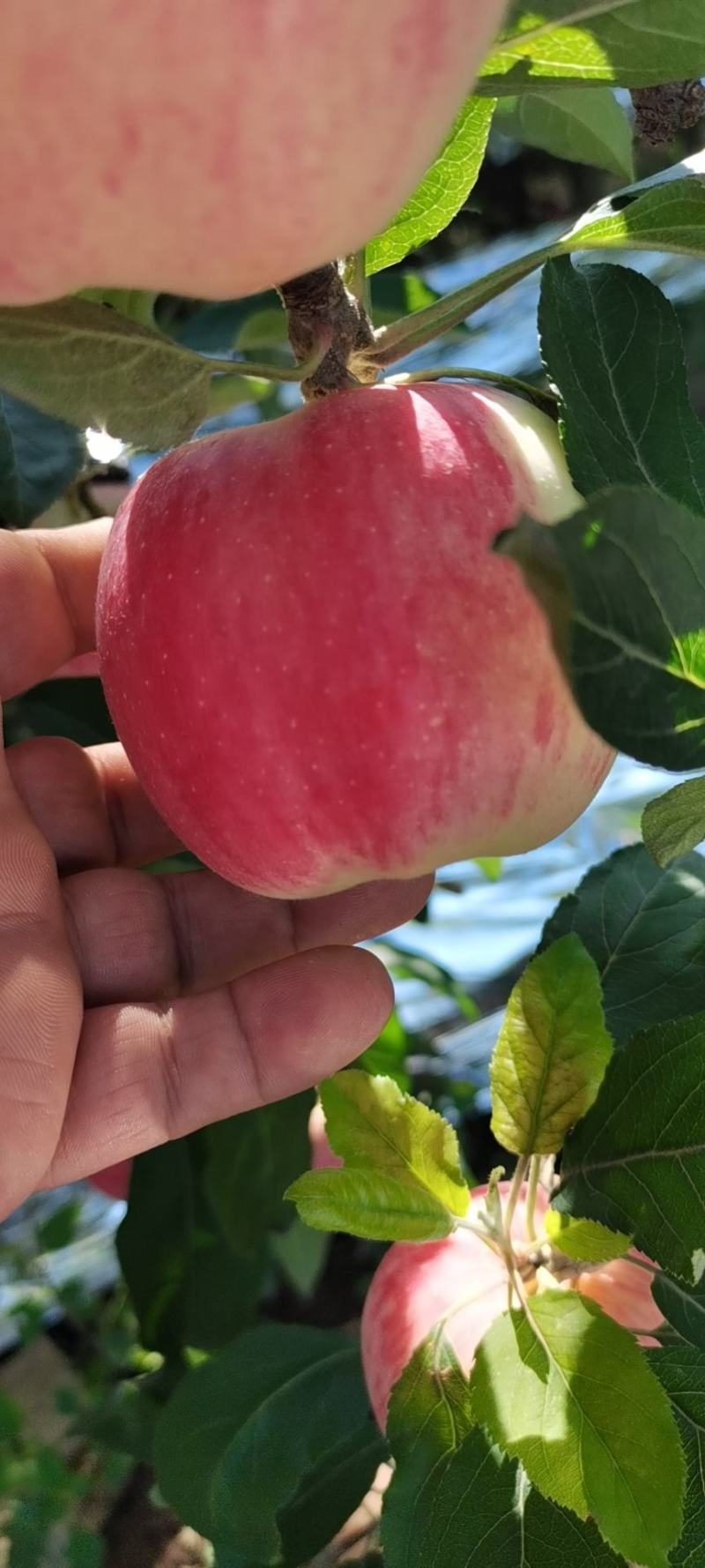 苹果秦阳嘎啦大量上市欢迎各位老板