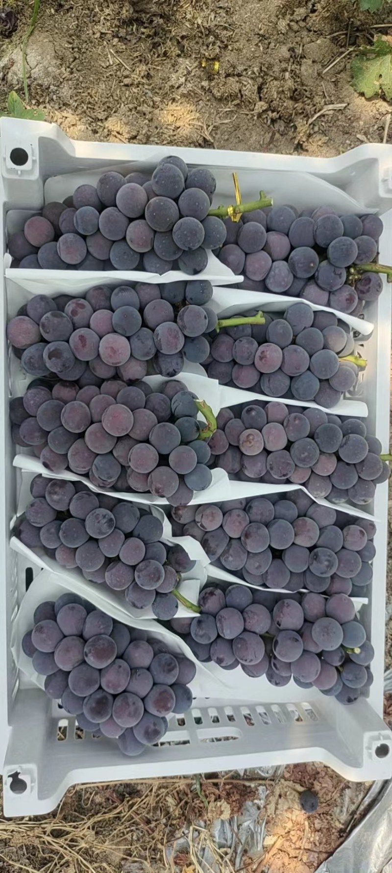 夏黑葡萄