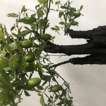 金弹子盆景，大树型自然式碳化老桩嫁接花生果。