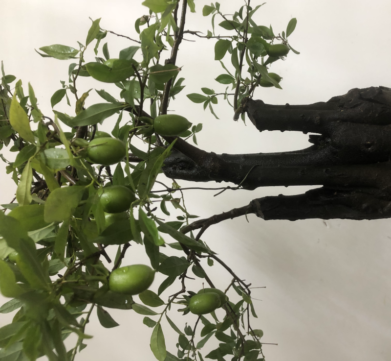 金弹子盆景，大树型自然式碳化老桩嫁接花生果。