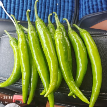 精品辣椒杭椒有辣度色泽鲜亮