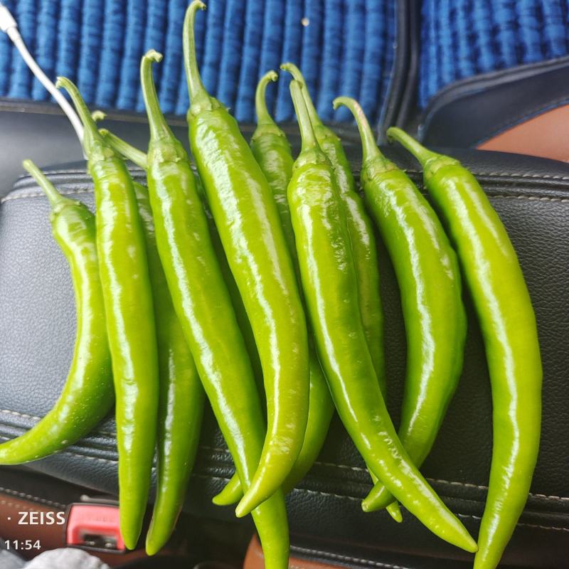 精品辣椒杭椒有辣度色泽鲜亮