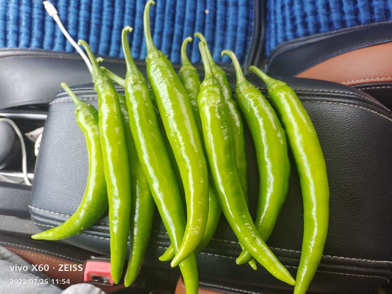 精品辣椒杭椒有辣度色泽鲜亮