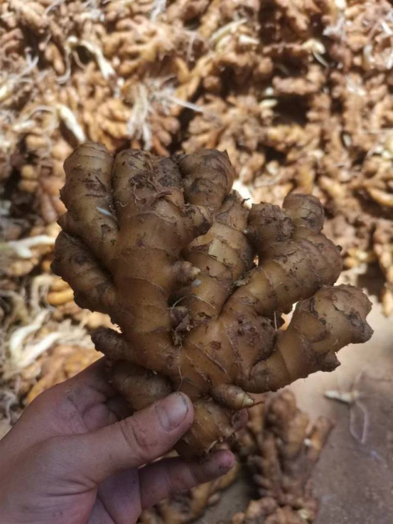湖南小黄姜1.3元上车的货，喜欢的老板联系吧!