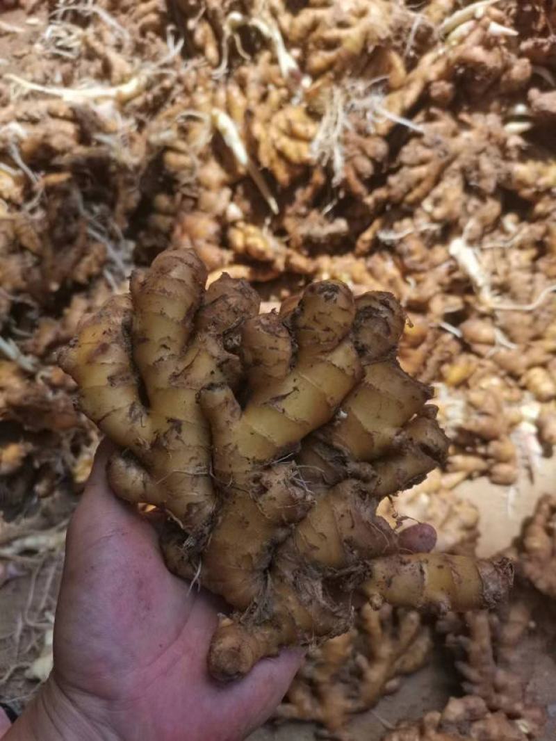 湖南小黄姜1.3元上车的货，喜欢的老板联系吧!