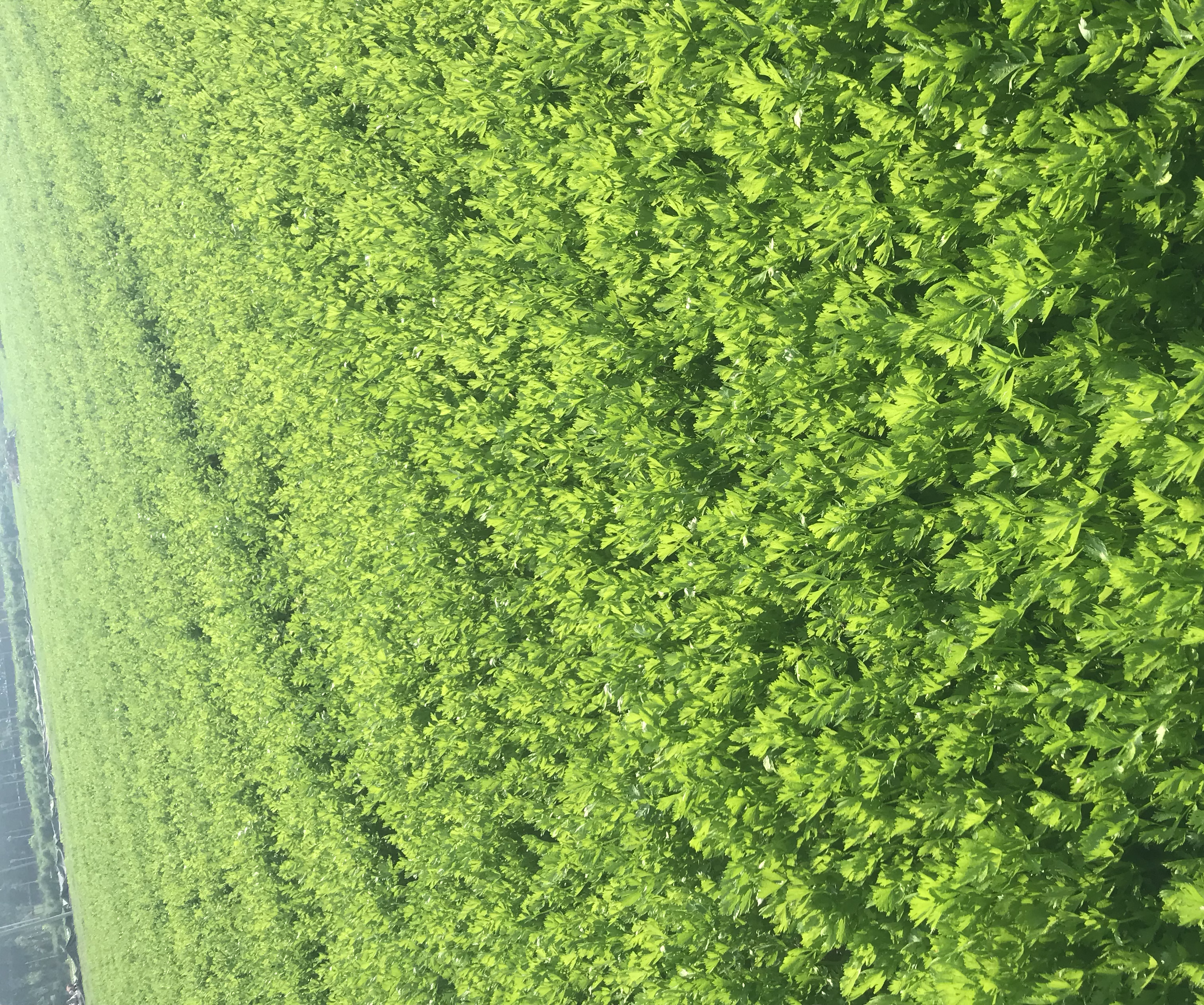 香芹千张成品图,配以红辣椒点缀,色香味俱全 香芹千张成品图,配以红辣椒点缀,色香味俱全