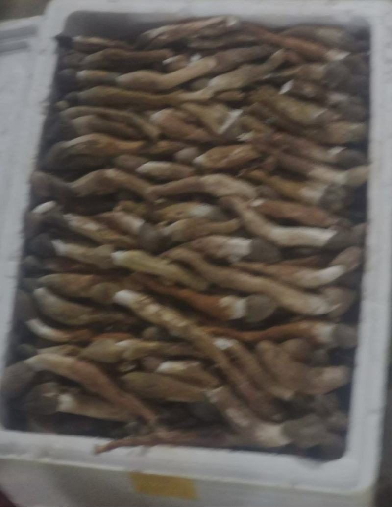 一场大雨，带来了新鲜的出土鸡枞，少量有些