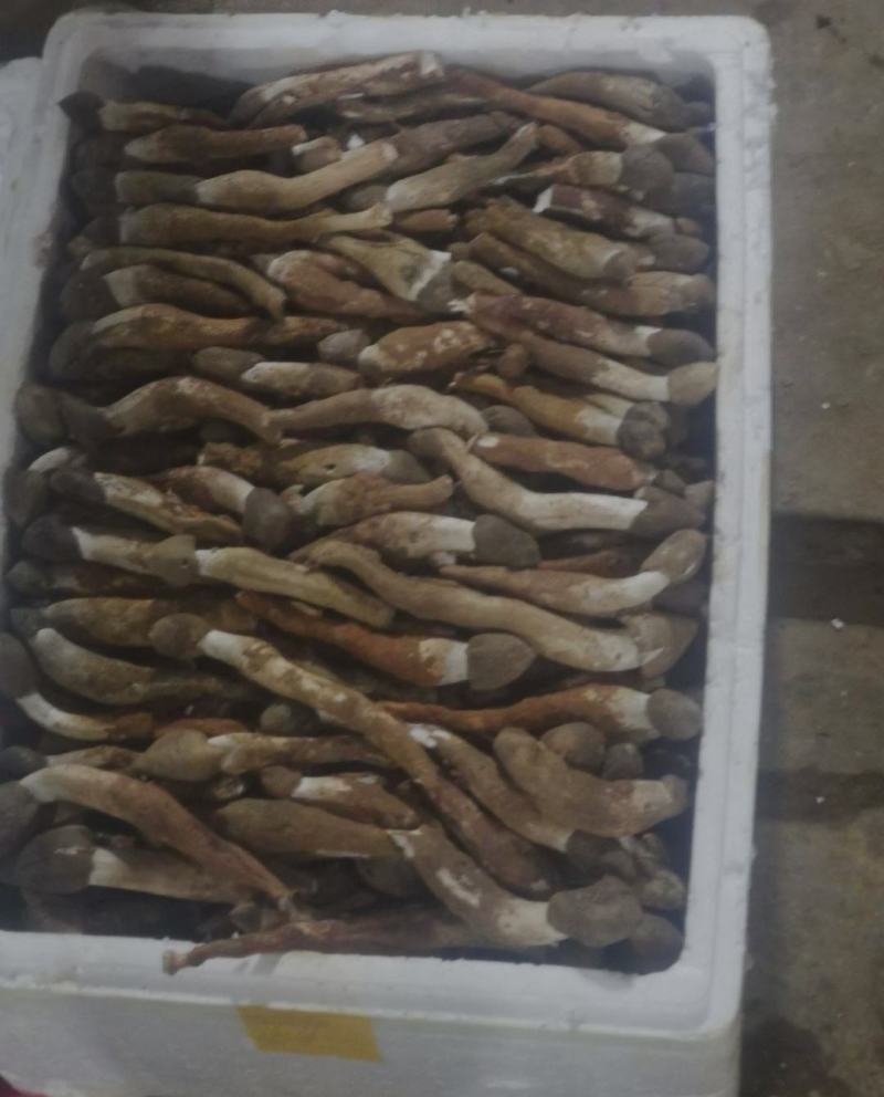 一场大雨，带来了新鲜的出土鸡枞，少量有些