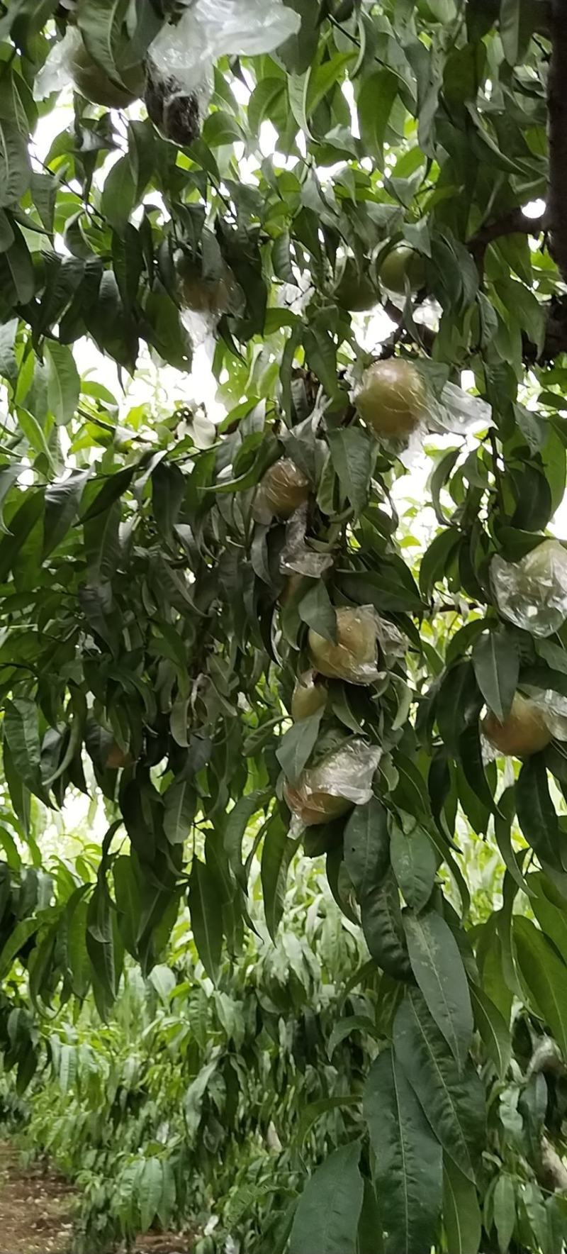 杠六利核油桃已上市，有需要的客户可提前联系咨询