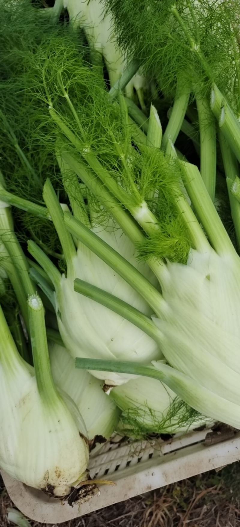精品红球，茴香球紫白菜
