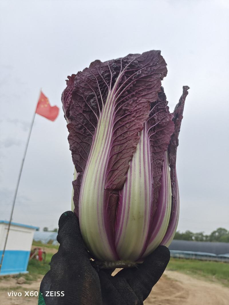 精品红球，茴香球紫白菜