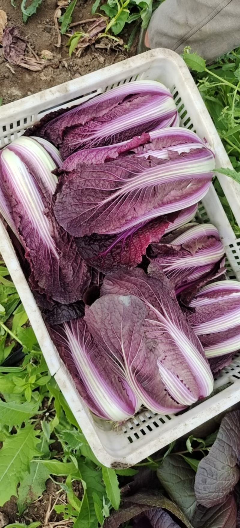 精品红球，茴香球紫白菜
