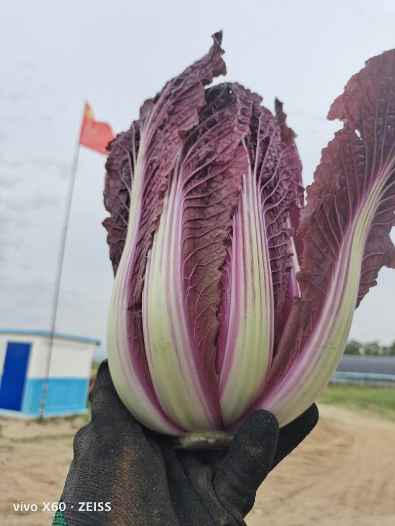 精品红球，茴香球紫白菜