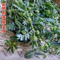 内蒙草原新鲜现采天然青草刺蒺藜白蒺藜子蒺藜秧三角刺地道全